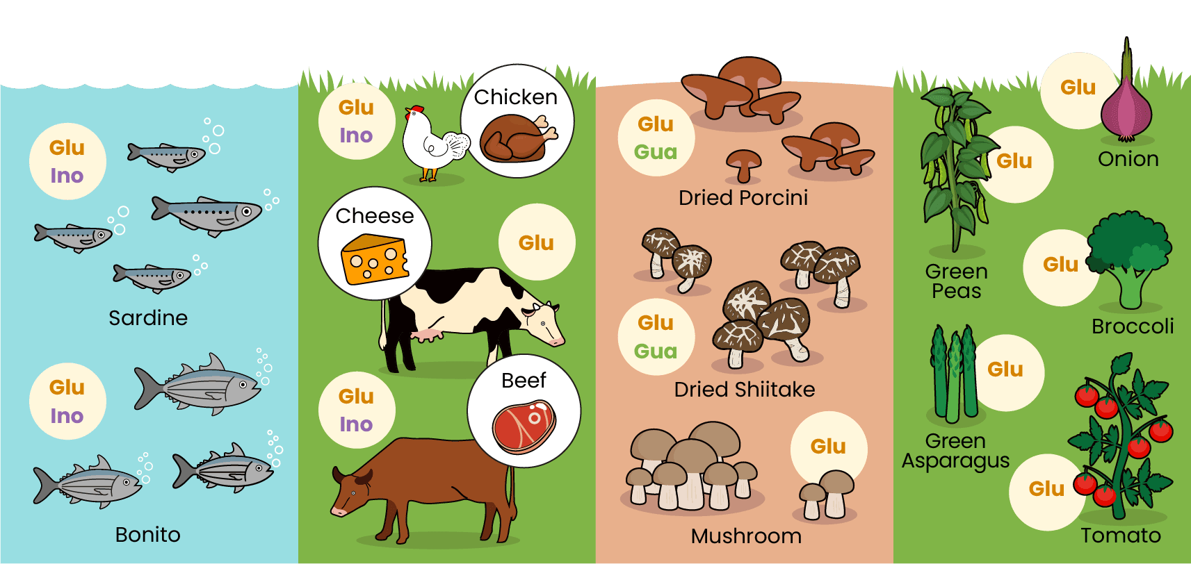 Umami Substances in Food